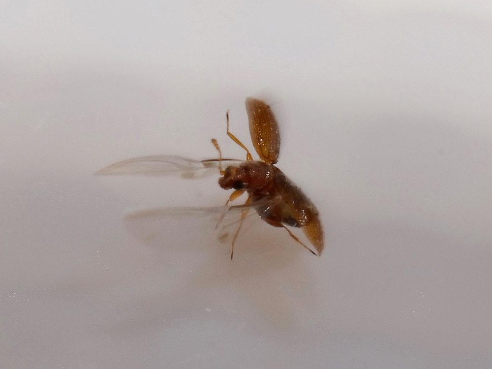 Latridiidae? Sì, Melanophthalma cfr. distinguenda